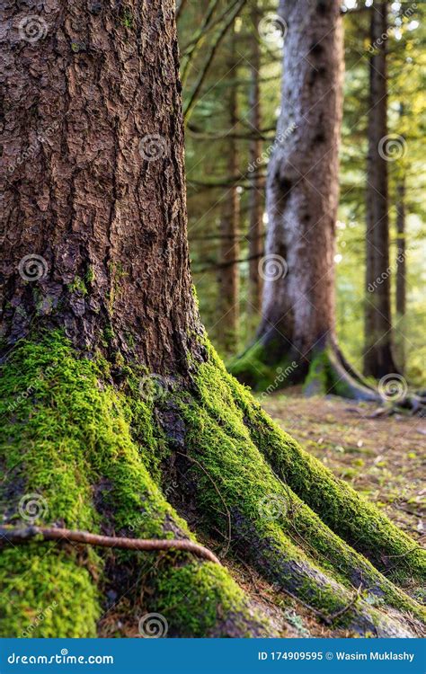 Trees And Moss In A Forest In Portland Oregon Stock Image Image Of