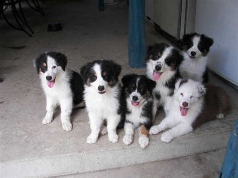 Although australian shepherd is one of the most intelligent and smart dog breeds one can own, they ranging from the primary black colors, they can have white markings around their body. Can Australian Shepherds Black White « Australian Shepherd ...