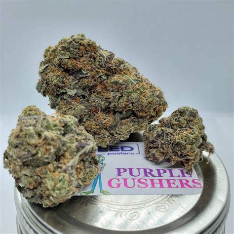 White Gushers Buy 1 Oz Asap Purple Gushers Weed Strain