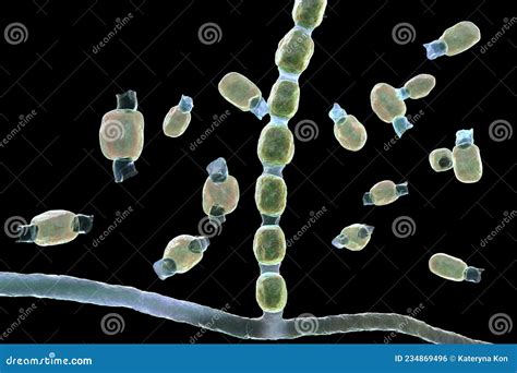 Fungi Coccidioides Immitis Stock Illustration Illustration Of Soil My