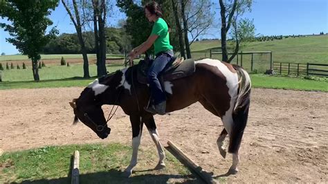 Sold 2018 Apha Gelding For Sale Youtube
