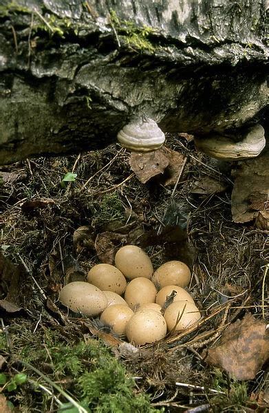 Poster Print Of Hazel Hen Hazel Grouse Eggs In Typical Nest Print