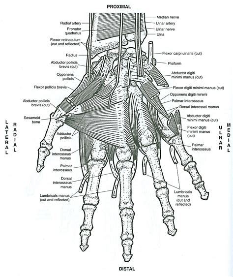 Human Anatomy Muscle Coloring Pages Coloring Pages
