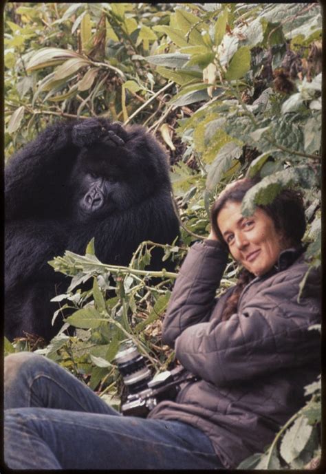 Gorillas In The Mist Exhibits