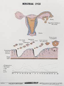 Menstrual Cycle Chart Sargent Welch