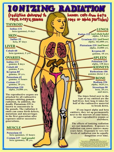 Uranium's main target is the kidneys. Women & Children First! (to be Harmed by Radiation ...