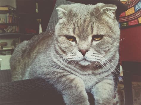 Scottish Fold Information And Facts You Should Know Scottish Fold