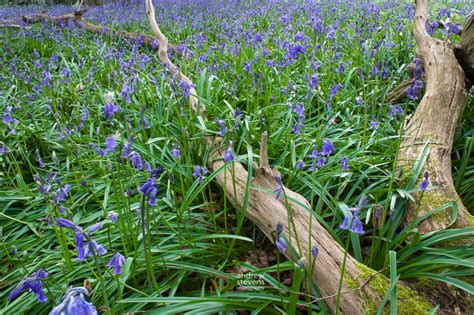 Andrew Stevens Photography Bluebells At Pamphill Asp10 7305