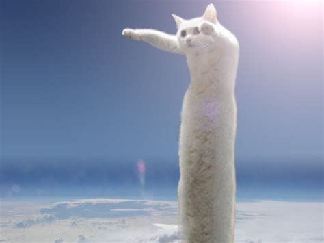 Longcat The Stretchy Feline Internet Meme Has Died Aged 18 The