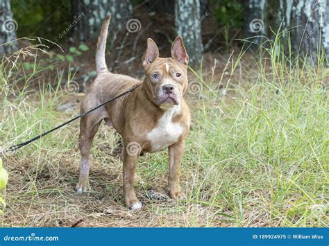 Red Female Pitbull Dog With Mange Flea Allergy Skin Condition Missing