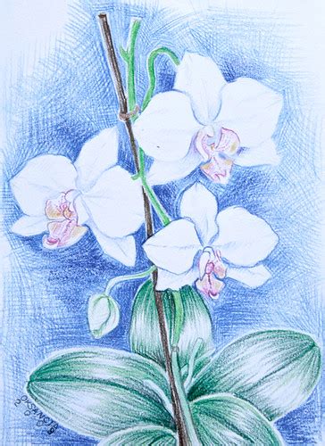 White Orchid Drawing Colored Pencils Drawing Of White Orch Flickr