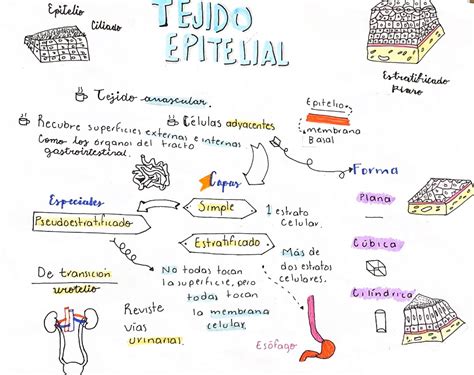 Tejido Epitelial Sketch Notes Patchwork Bags Connected Learning