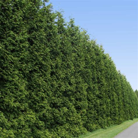Thuja Green Giant Arborvitae Evergreens For Sale
