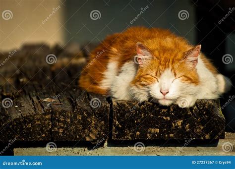 Cat Sleeping Outdoors Stock Image Image Of Sleep Warm 27237367