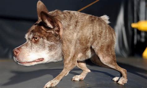 Worlds Ugliest Dog Contest Winners News Watch