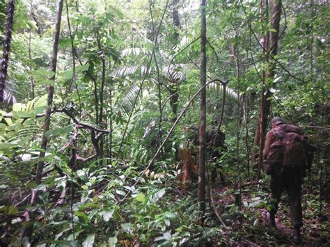 Последние твиты от triple canopy (@triple_canopy). The triple-canopy rainforest. | Rainforest, Oh beautiful ...