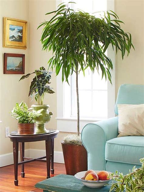 90 Awesome Easy Low Light Houseplants For Indoor Decor With Images