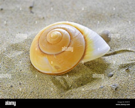 Spiral Sea Shell Stock Photo Alamy