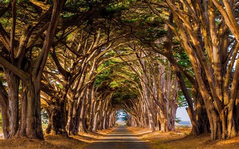 Landscape Nature Trees Tunnel Road Daylight Dry