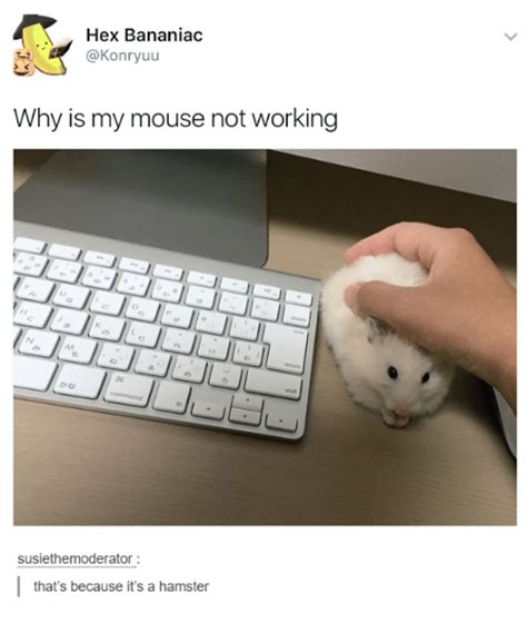 Hex Bananiac Why Is My Mouse Not Working Susiethemoderator Thats Because Its A Hamster Dank