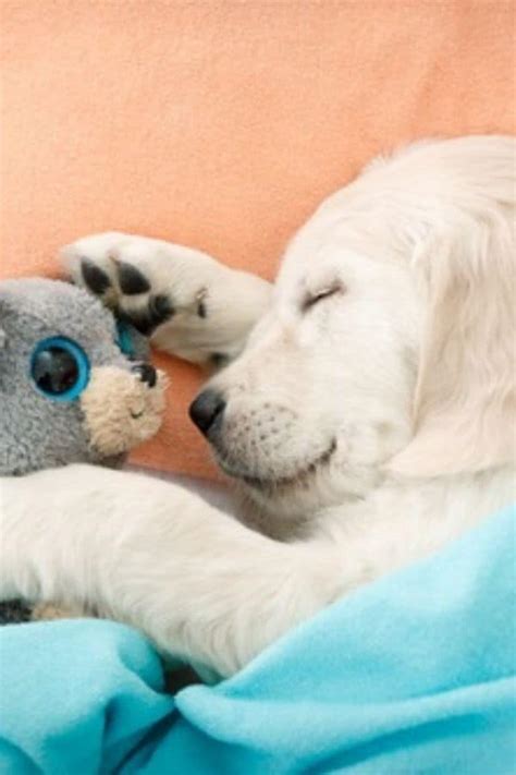 Maybe you would like to learn more about one of these? 10 Best Ways To Get Your Puppy To Sleep Through The Night ...