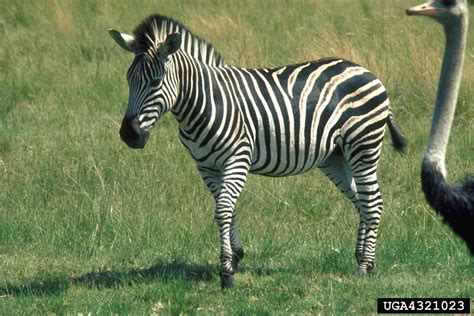 Plains Zebra Equus Burchellii