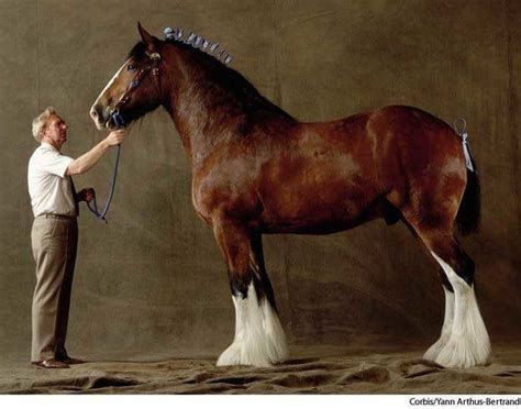 Height Of Shire Horse Clydesdale Horses Horses Horse Breeds