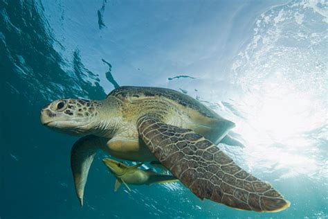 Sea Turtles Followed To Learn How To Protect Endangered