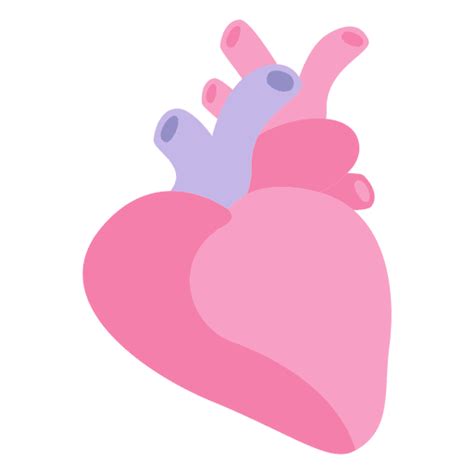 Corazón órgano Humano Descargar Pngsvg Transparente