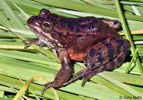 Oregon Spotted Frog Alchetron The Free Social Encyclopedia