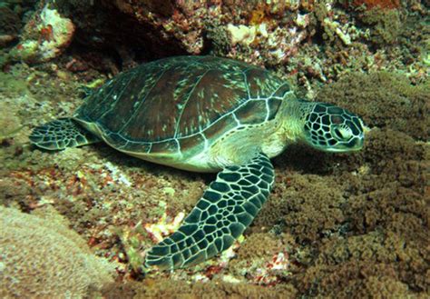 Green Turtle Chelonia Mydas Marine Life Liveaboard Diving