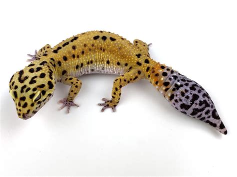 high yellow leopard gecko traits morphpedia