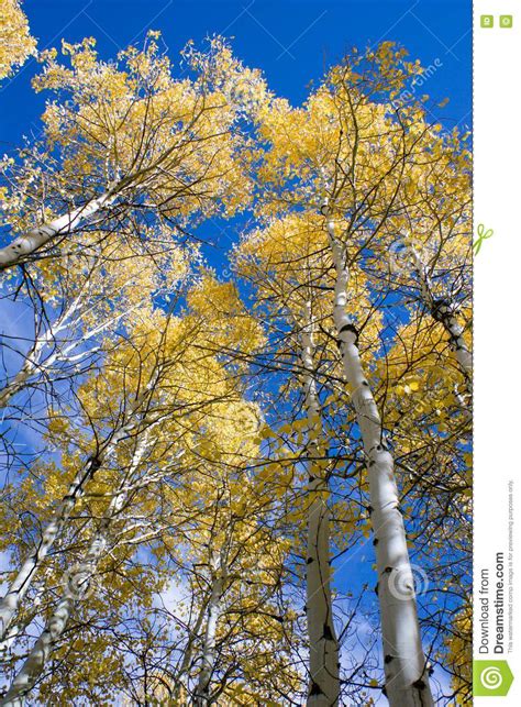 Aspen Trees In Autumn Stock Image Image Of Mountain Golden 1379515