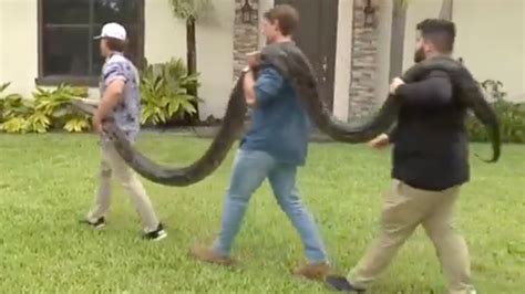 Terrifying Video Shows 18 Foot Python Found Lying Across Us Road As