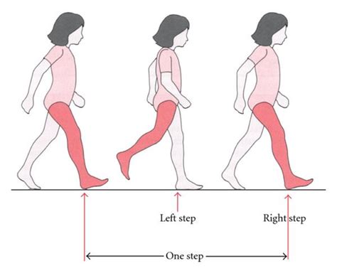 One Gait Cycle Or Stride Is Defined As Two Consecutive Heel Strikes