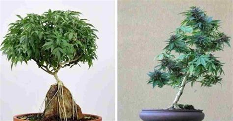 Eventually the roots will grow in and fill the pot. How To Grow Your Own Miniature Cannabis Bonsai Tree