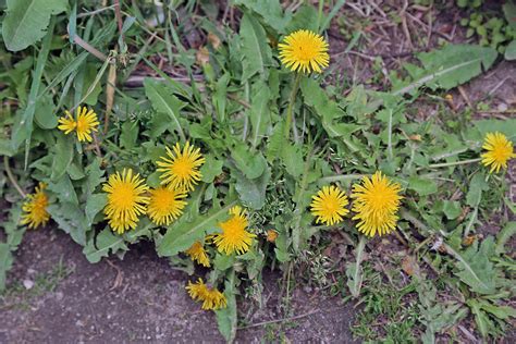 Check spelling or type a new query. Master Gardener: Not all yellow-flowered weeds are ...