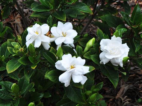 Shiatoshi Gondhoraj Cape Jasmine Plant Description Planting And Its