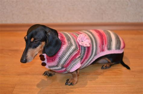 Do I Really Have To Wear This Dachshund Clothes Dachshund