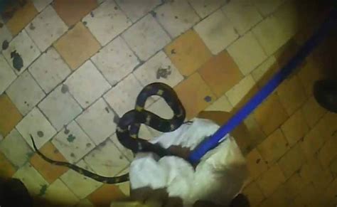 Ядовитая змея встретила жительницу Новосибирска в квартире Свидетель