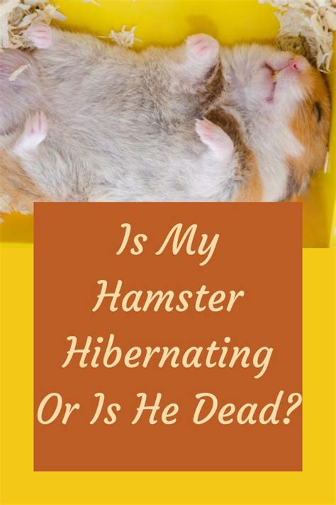Hibernation Is Common For Hamsters And Is A Normal