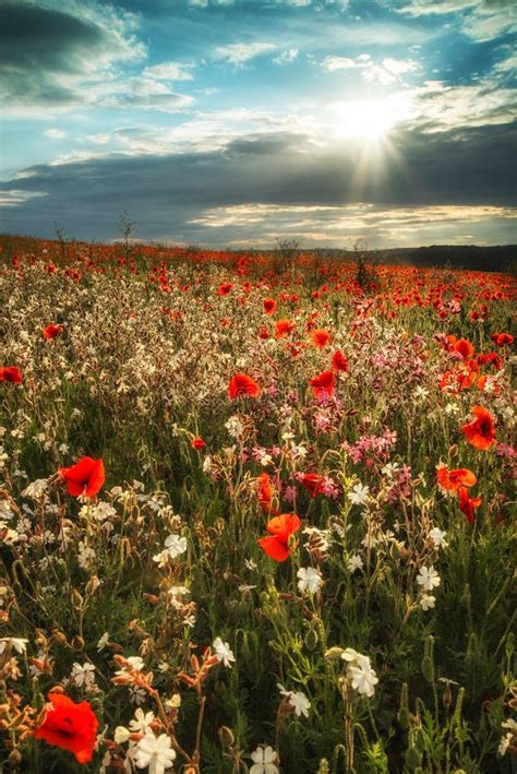 Stunning Poppy Field Landscape At Sunset On South Downs Stock Photo