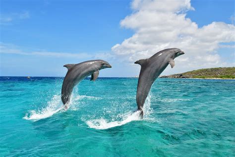Asistencia Médica Para Los Delfines Dolphin Academy Curaçao