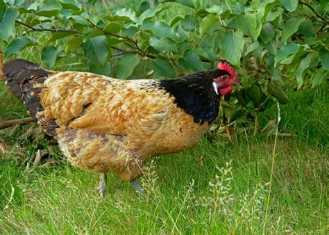 15 Most Popular Ornamental Chicken Breeds The Happy Chicken Coop