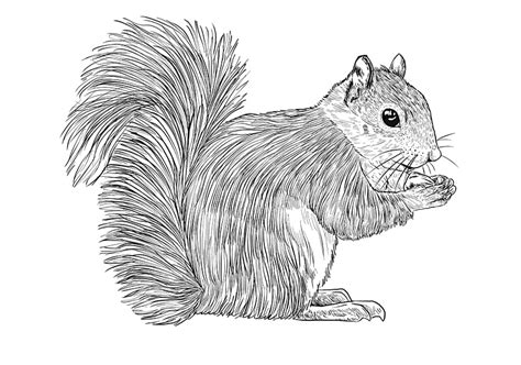 How To Draw A Squirrel A Step By Step Squirrel Drawing Guide