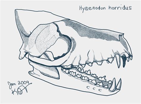 Hyaenodon Horridus By Ladyoroleno On Deviantart