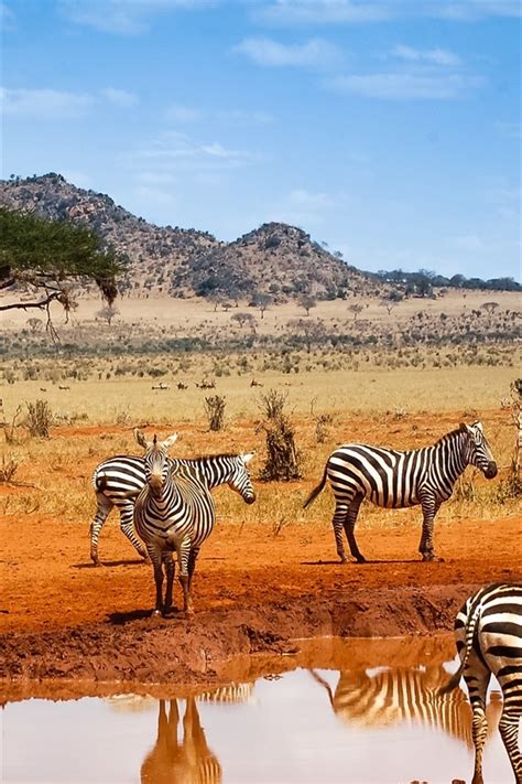 Wallpaper Kenya Safari Zebras Water Blue Sky 1920x1200 Hd Picture Image