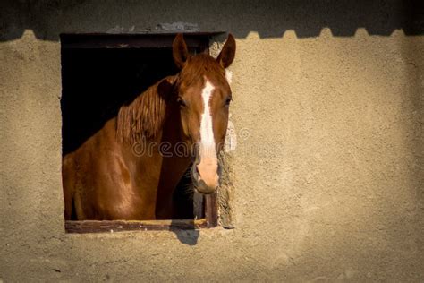 Brown Horse Looking Out Of A Window On Stable Stock Image Image Of