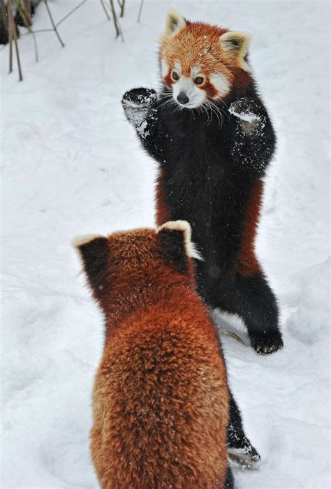 Two Adorable Small Pandas Playing In The Snow Photographer Josef