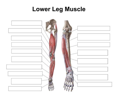 Leg Bones Diagram Unlabeled Leg Muscle Diagram Unlabeled Diagram